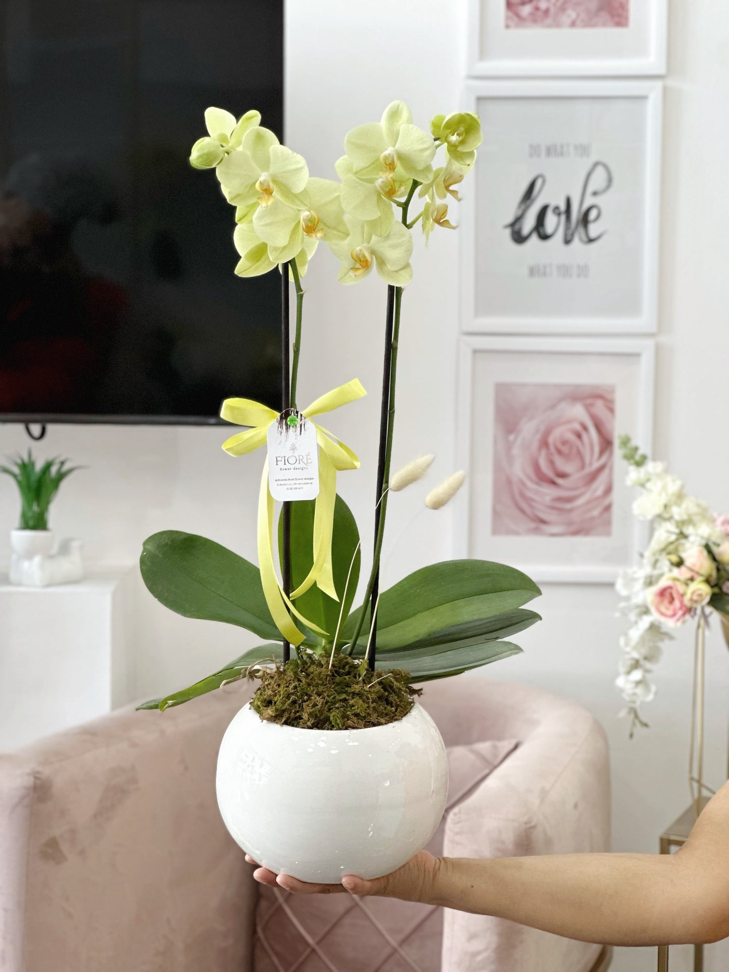 Orquídea Amarilla en base